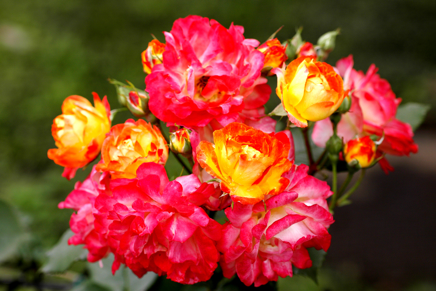 Kliknij - zobaczysz due zdjcie