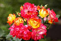 Kliknij - zobaczysz due zdjcie