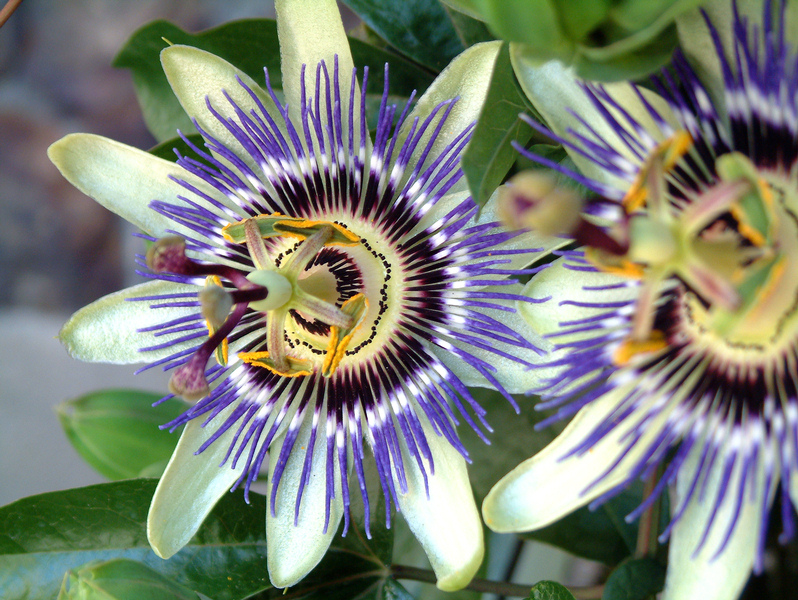 Kliknij - zobaczysz due zdjcie