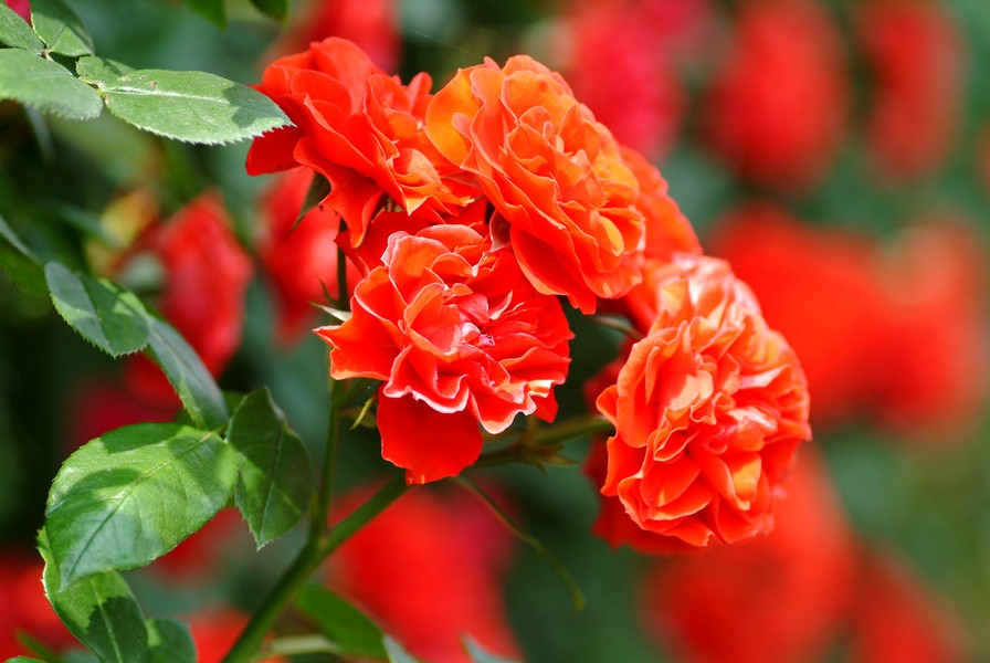 Kliknij - zobaczysz due zdjcie