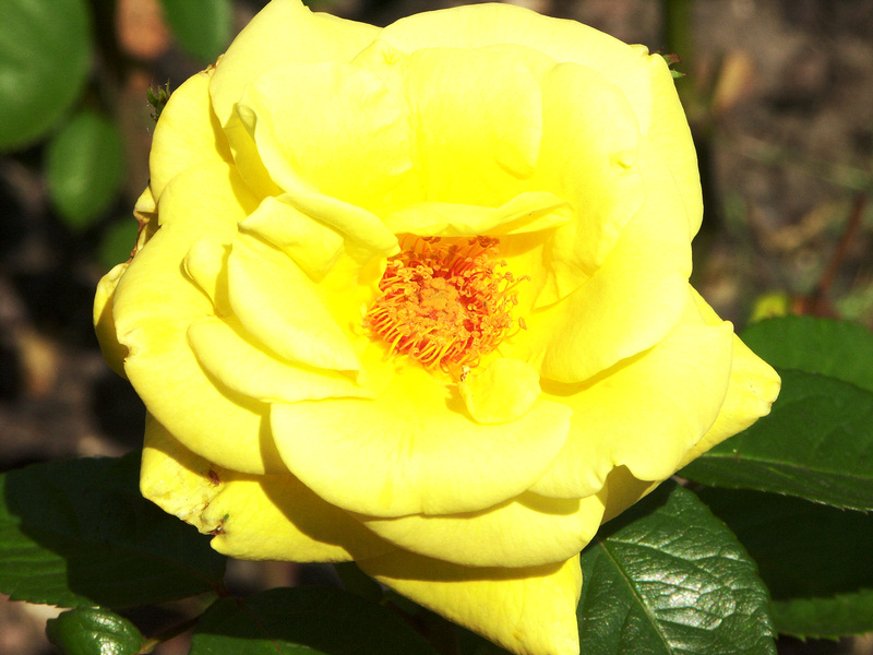 Kliknij - zobaczysz due, orginalne zdjcie