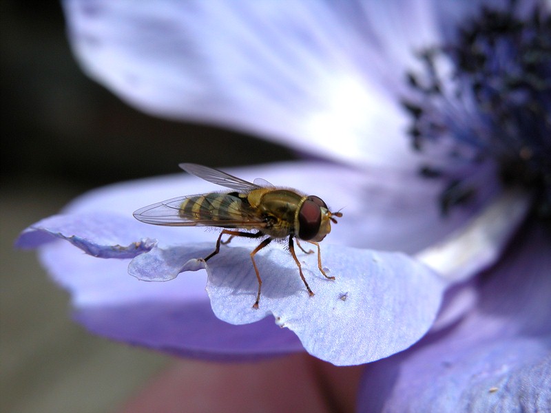 Kliknij w zdjcie - zobaczysz wiksze, orginalne