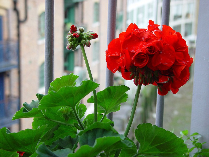 Kliknij - zobaczysz due zdjcie